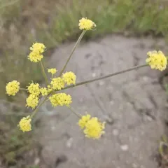 Umbrella Desert-parsley thumbnail 3