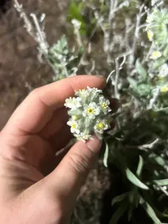 Gray Cryptantha thumbnail 4