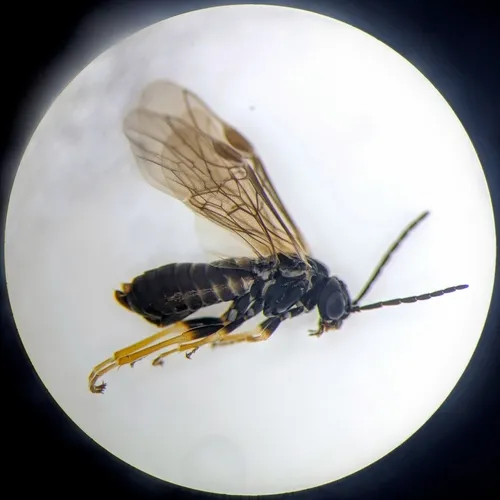 Buttercup-miner Sawfly