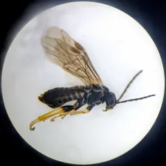 Buttercup-miner Sawfly thumbnail 1