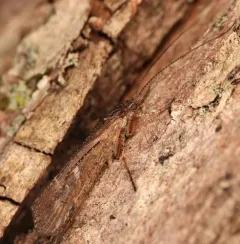 Limnephilus submonilifer thumbnail 3