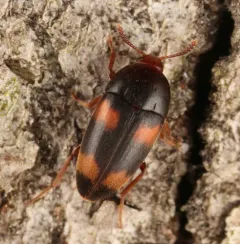 Holostrophus bifasciatus thumbnail 3