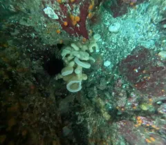 Cloud sponge thumbnail 4