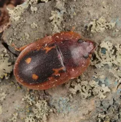 Six-spotted Sap Beetle thumbnail 3