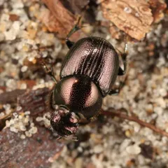 Green-bronze Dung Beetle thumbnail 2