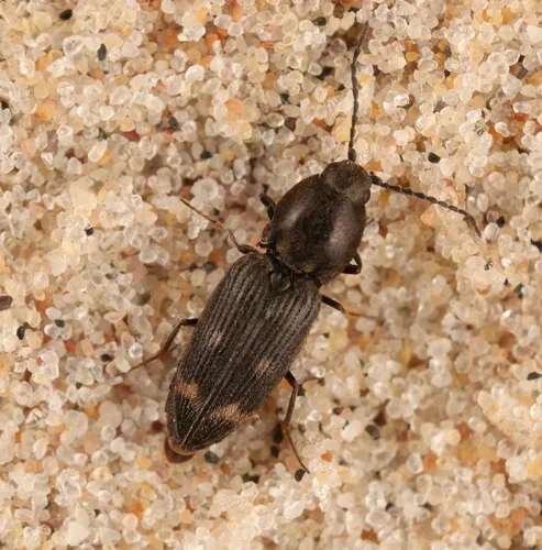 Paracardiophorus cardisce