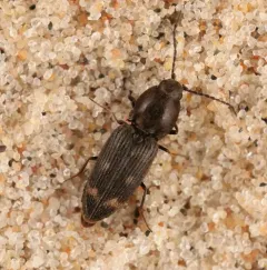 Paracardiophorus cardisce thumbnail 1