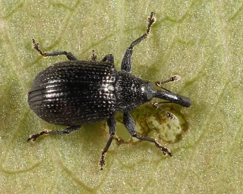 Anthonomus corvulus