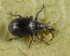 Anthonomus corvulus thumbnail 1