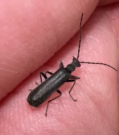 Treehugger Soldier Beetle thumbnail 4