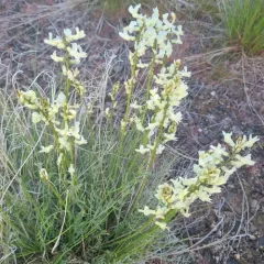Leiberg's Milkvetch thumbnail 3