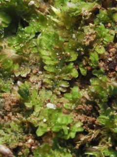 Blunt-leaved Earwort thumbnail 4