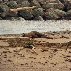 Harp Seal thumbnail 3