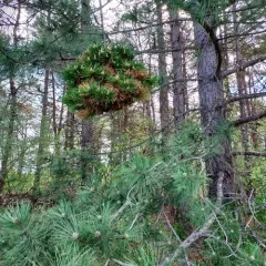 Pine Witches' Broom Phytoplasma thumbnail 2
