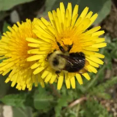 Two-spotted Bumble Bee thumbnail 2