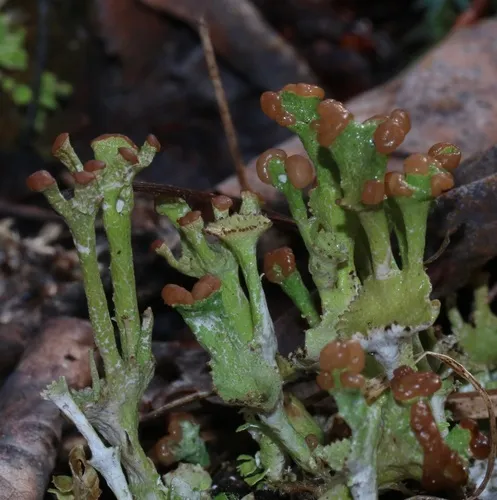 Smooth Horn Lichen