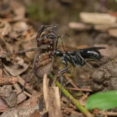 Priocnemis minorata thumbnail 4
