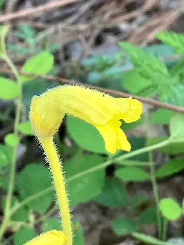 Galium broomrape
