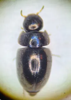 Paracymus subcupreus thumbnail 2