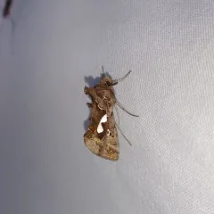 Bilobed Looper Moth thumbnail 4