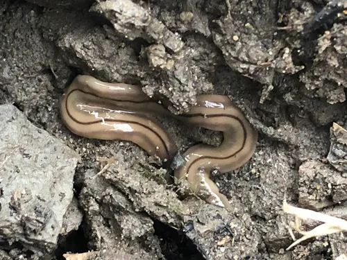 Three-lined Land Planarian