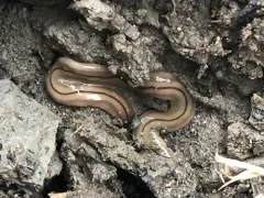 Three-lined Land Planarian thumbnail 1