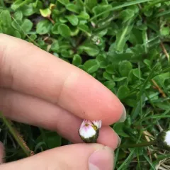 Lawn daisy thumbnail 3
