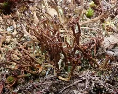 Organ-pipe Lichen thumbnail 2