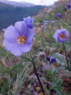 Northern Jacob's-ladder thumbnail 3