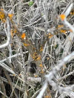 Sagebrush Goldspeck Lichen thumbnail 4