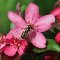 Bare-winged Aphideater thumbnail 3