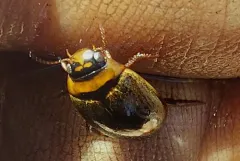 Rhantus suturellus thumbnail 3