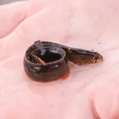 Crescent Gunnel thumbnail 2
