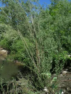 Northwest Sandbar Willow thumbnail 2