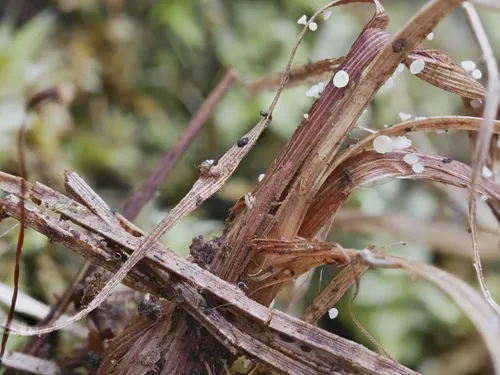 Calycina herbarum