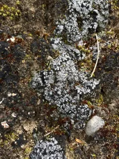 Earth Lichen thumbnail 4