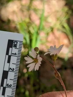 San Francisco woodland-star thumbnail 2