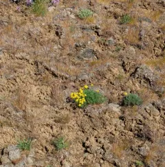 Narrowleaf Goldenweed thumbnail 2