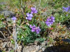 Fewflower Pea thumbnail 2