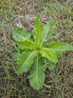 bitter lettuce thumbnail 2