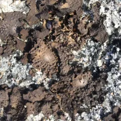 Common Toadskin Lichen thumbnail 4