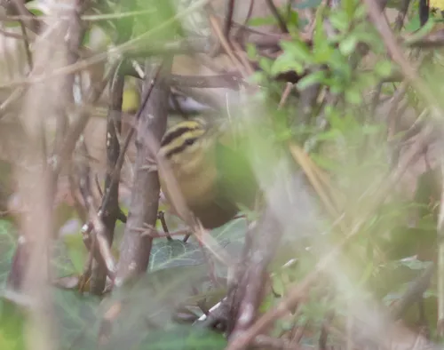 Worm-eating Warbler