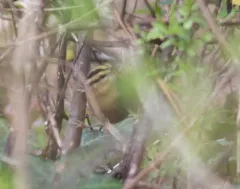 Worm-eating Warbler thumbnail 1