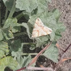 Rufous-banded Crambid Moth thumbnail 4