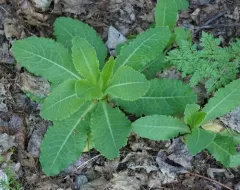 bitter lettuce thumbnail 3