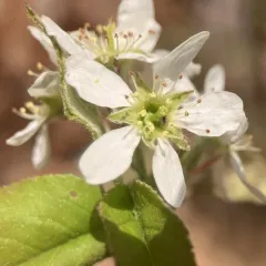 Running Serviceberry thumbnail 4