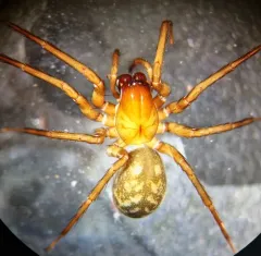 Owl Woodland Spider thumbnail 3