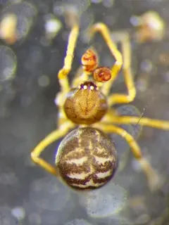 Dipoena washougalia thumbnail 3