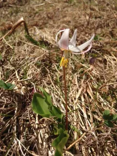 Coast Range Fawn-lily thumbnail 2