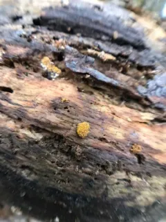 Oligonema persimile thumbnail 4